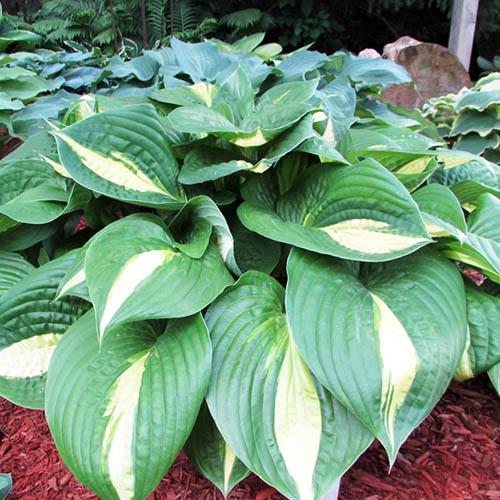 Хоста Ann Kulpa (Анна Кульпа) М Хоста Ann Kulpa (Анна Кульпа) М