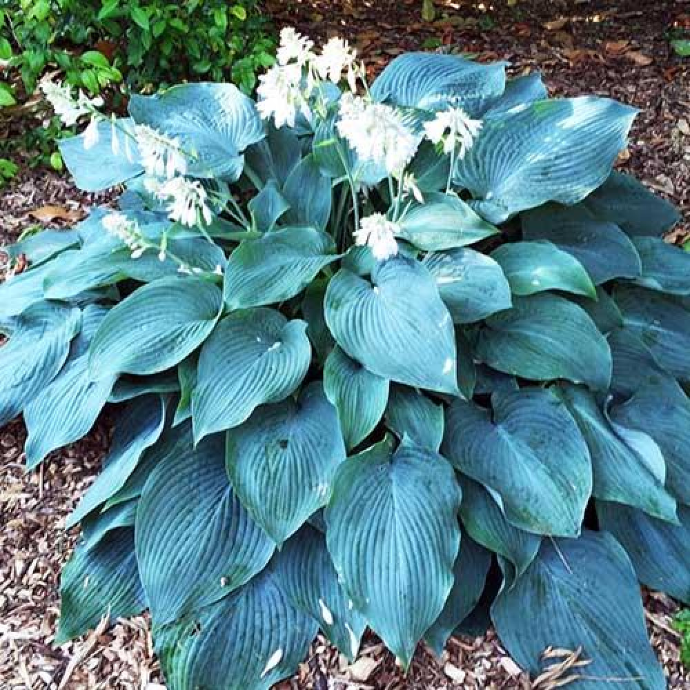хоста блю эден. хоста гибридная блу энджел. голубые хосты отзывы. голубые хосты отзывы. хоста гибридная 'blue angel'.