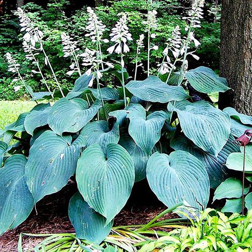 Хоста Blue Angel (Блу Ангел) XL Хоста Blue Angel (Блу Ангел) XL