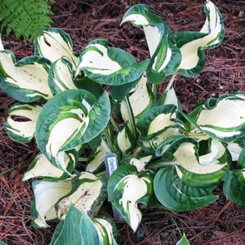 Хоста Dancing in the Rain (Дансинг ин зе Рейн) М Хоста Dancing in the Rain (Дансинг ин зе Рейн) М