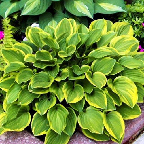 Хоста Golden Tiara (Голден Тиара) М Хоста Golden Tiara (Голден Тиара) М