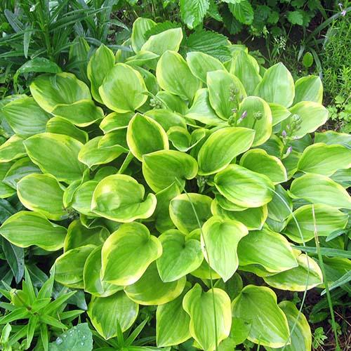 Хоста Golden Tiara (Голден Тиара) М Хоста Golden Tiara (Голден Тиара) М