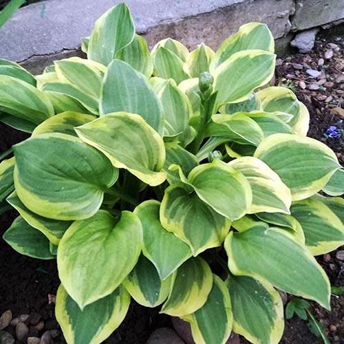 Хоста Golden Tiara (Голден Тиара) М Хоста Golden Tiara (Голден Тиара) М