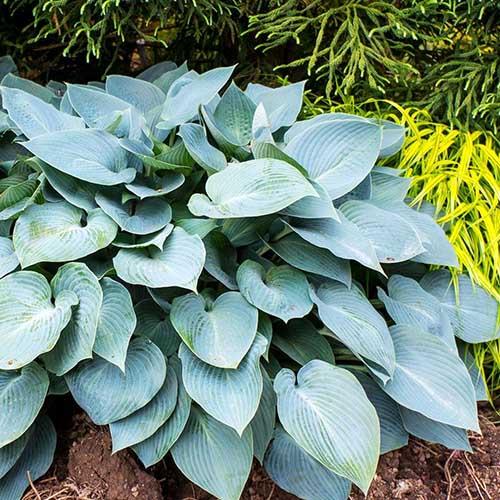 Хоста Halcyon (Халцион) М Хоста Halcyon (Халцион) М