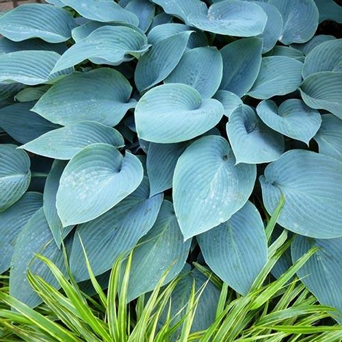 Хоста Halcyon (Халцион) М Хоста Halcyon (Халцион) М