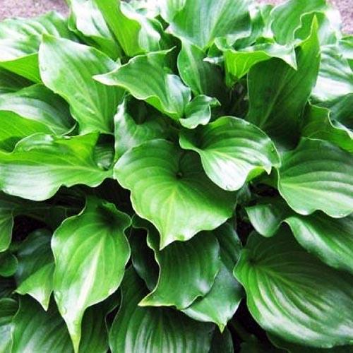 Хоста Invincible (Инвинсибл) М Хоста Invincible (Инвинсибл) М