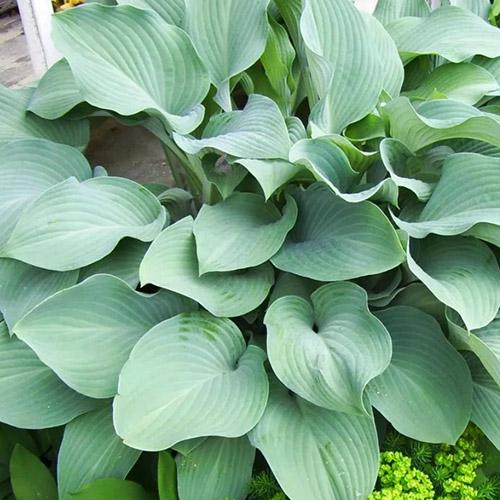 Хоста Krossa Regal (Кросса Регал) L Хоста Krossa Regal (Кросса Регал) L