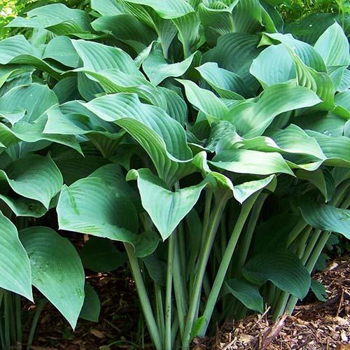 Хоста Krossa Regal (Кросса Регал) L Хоста Krossa Regal (Кросса Регал) L