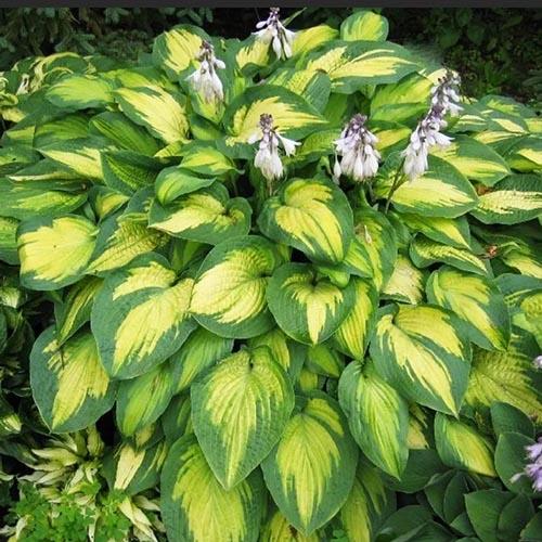 Хоста гибридная Pauls Glory (Полс Глори) М Хоста гибридная Pauls Glory (Полс Глори) М