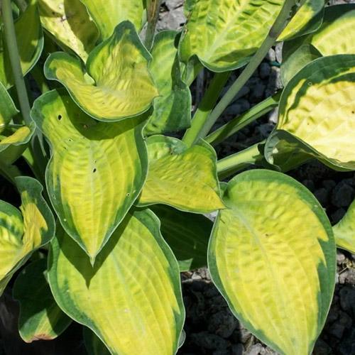 Хоста гибридная Pauls Glory (Полс Глори) М Хоста гибридная Pauls Glory (Полс Глори) М