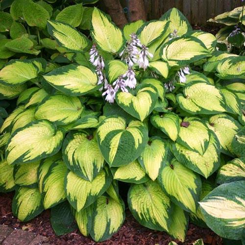 Хоста гибридная Pauls Glory (Полс Глори) М Хоста гибридная Pauls Glory (Полс Глори) М