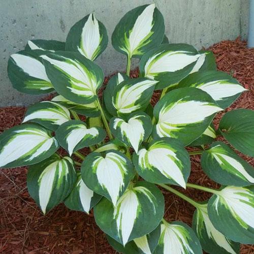 Хоста Vulcan (Вулкан) L Хоста Vulcan (Вулкан) L