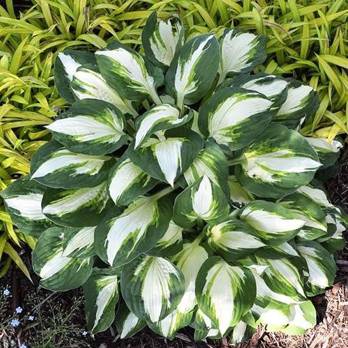 Хоста Vulcan (Вулкан) L Хоста Vulcan (Вулкан) L