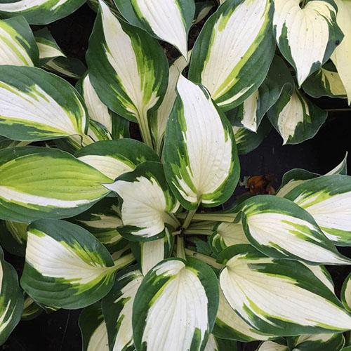 Хоста Vulcan (Вулкан) L Хоста Vulcan (Вулкан) L