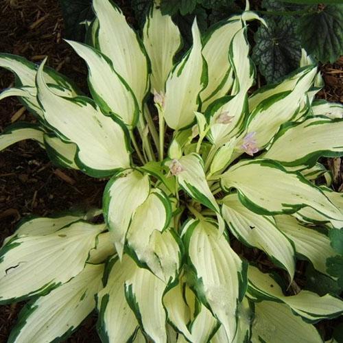 Хоста White Christmas (Вайт Кристмас) М Хоста White Christmas (Вайт Кристмас) М