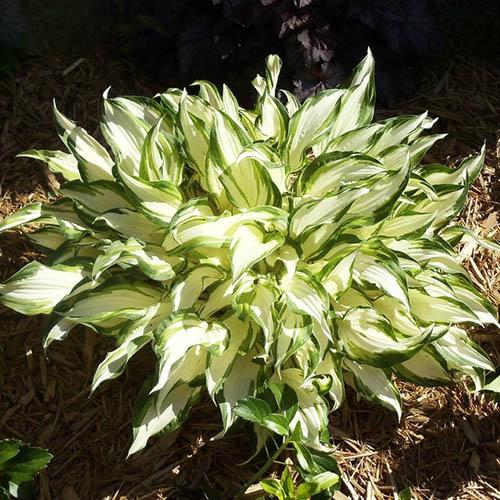 Хоста White Christmas (Вайт Кристмас) М Хоста White Christmas (Вайт Кристмас) М