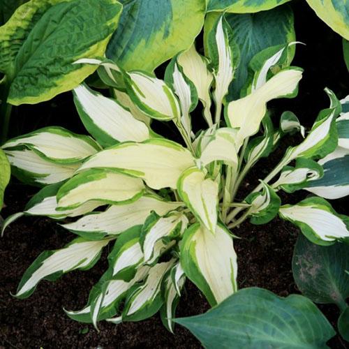 Хоста White Christmas (Вайт Кристмас) М Хоста White Christmas (Вайт Кристмас) М