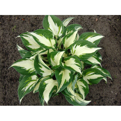 Хоста Loyalist (Лоялист) М Хоста Loyalist (Лоялист) М