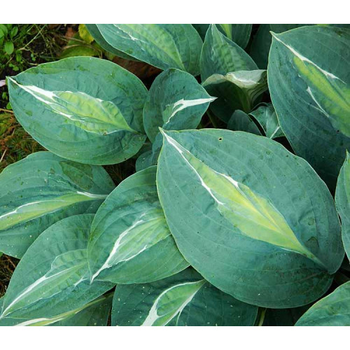 Хоста Kiwi Full Monty (Киви Фулл Монти) L Хоста Kiwi Full Monty (Киви Фулл Монти) L