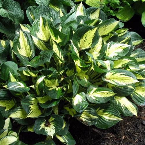 Хоста Revolution (Революшн) М Хоста Revolution (Революшн) М