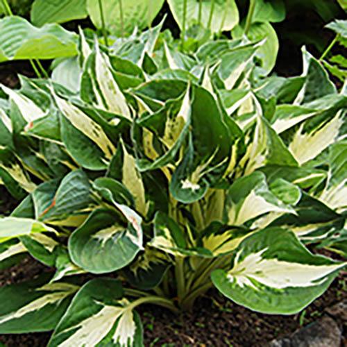 Хоста Revolution (Революшн) М Хоста Revolution (Революшн) М