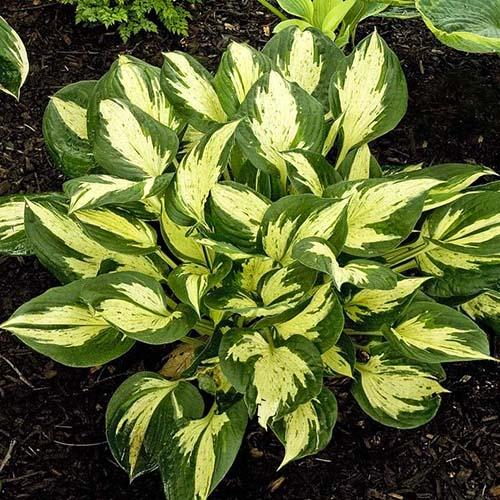 Хоста Revolution (Революшн) М Хоста Revolution (Революшн) М