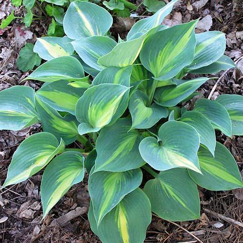 Хоста гибридная Touch of Class (Тач оф Класс) М Хоста гибридная Touch of Class (Тач оф Класс) М