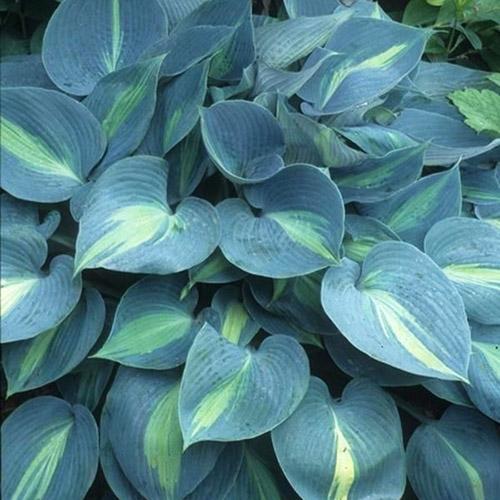 Хоста гибридная Touch of Class (Тач оф Класс) М Хоста гибридная Touch of Class (Тач оф Класс) М