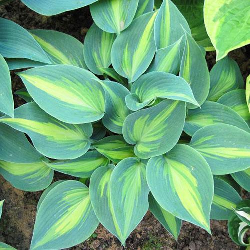 Хоста гибридная Touch of Class (Тач оф Класс) М Хоста гибридная Touch of Class (Тач оф Класс) М