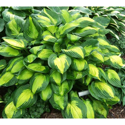 Хоста Captain Kirk (Капитан Кирк) М Хоста Captain Kirk (Капитан Кирк) М