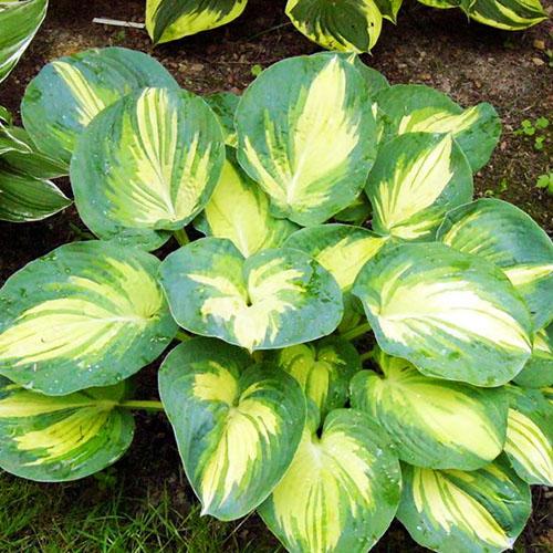 Хоста зибольда Great Expectations (Грейт Экспэктейшен) L Хоста зибольда Great Expectations (Грейт Экспэктейшен) L