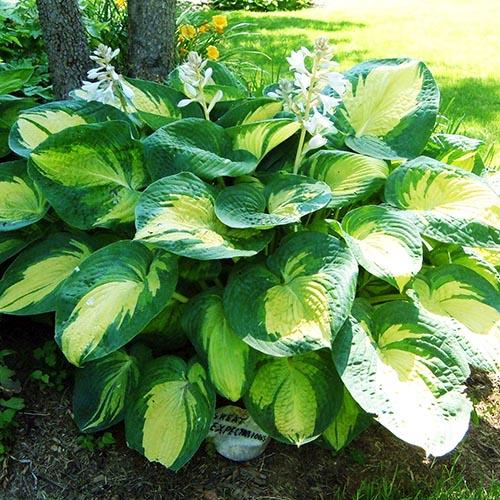 Хоста зибольда Great Expectations (Грейт Экспэктейшен) L Хоста зибольда Great Expectations (Грейт Экспэктейшен) L