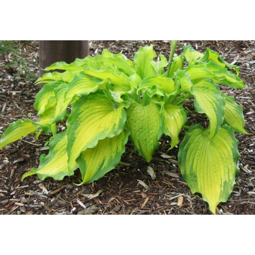 Хоста Emerald Ruff Cut (Эмеральд Руф Кат) М Хоста Emerald Ruff Cut (Эмеральд Руф Кат) М