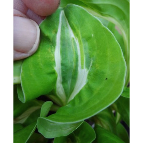 Хоста Royal Tiara (Роял Тиара) М Хоста Royal Tiara (Роял Тиара) М