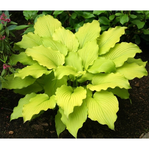 Хоста Dancing Queen (Дэнсинг Квин) М Хоста Dancing Queen (Дэнсинг Квин) М