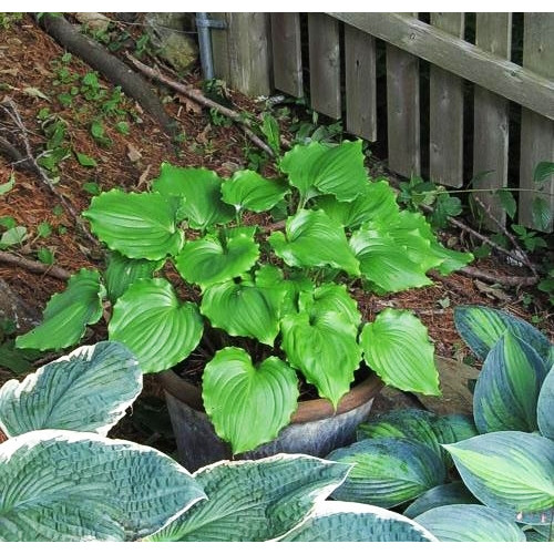 Хоста Candy Dish (Кэнди Диш) М Хоста Candy Dish (Кэнди Диш) М