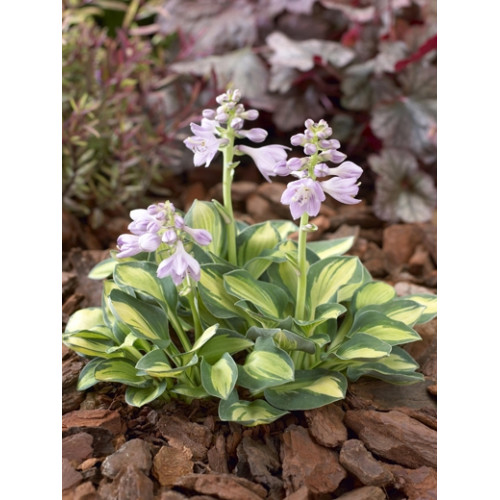 Хоста Holy Mouse Ears (Холи Маус Иарс) S Хоста Holy Mouse Ears (Холи Маус Иарс) S