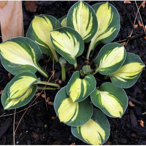 Хоста Holy Mouse Ears (Холи Маус Иарс) S Хоста Holy Mouse Ears (Холи Маус Иарс) S