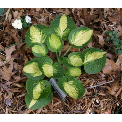 Хоста Warwick Comet (Уорвик Комет) М Хоста Warwick Comet (Уорвик Комет) М