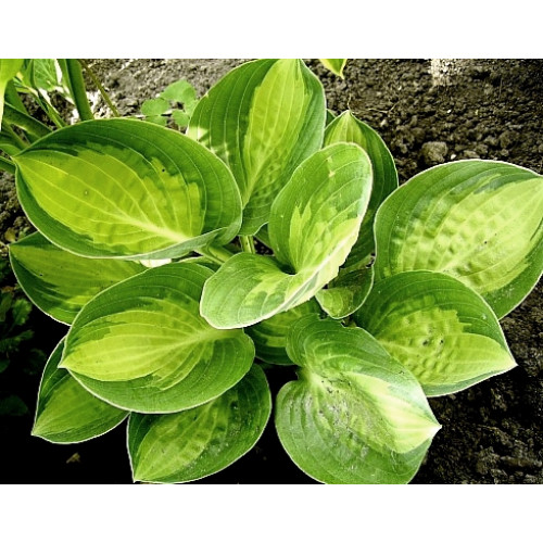 Хоста Warwick Comet (Уорвик Комет) М Хоста Warwick Comet (Уорвик Комет) М