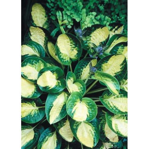 Хоста Warwick Comet (Уорвик Комет) М Хоста Warwick Comet (Уорвик Комет) М