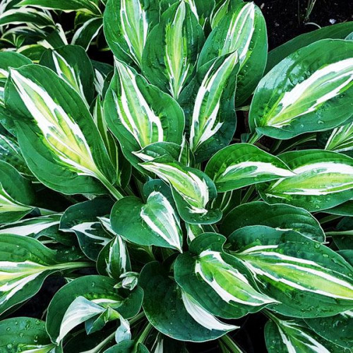 Хоста Snake Eyes (Снэйк Айс) М Хоста Snake Eyes (Снэйк Айс) М