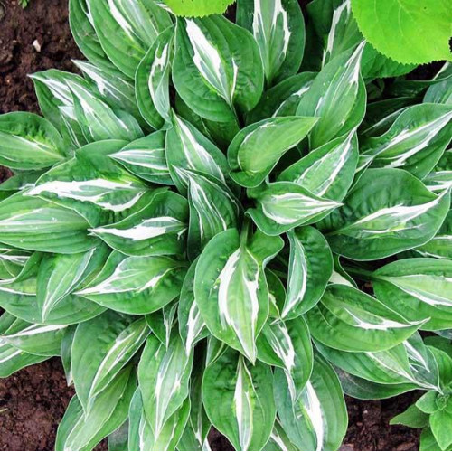 Хоста Snake Eyes (Снэйк Айс) М Хоста Snake Eyes (Снэйк Айс) М