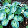 Хоста Blue Shadows (Блю Шэдоус) М Хоста Blue Shadows (Блю Шэдоус) М