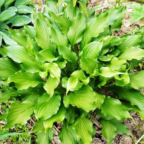 Хоста Stirfry (Стирфрай) L Хоста Stirfry (Стирфрай) L