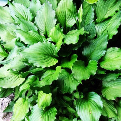 Хоста Stirfry (Стирфрай) L Хоста Stirfry (Стирфрай) L