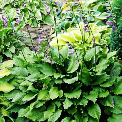 Хоста Stirfry (Стирфрай) L Хоста Stirfry (Стирфрай) L