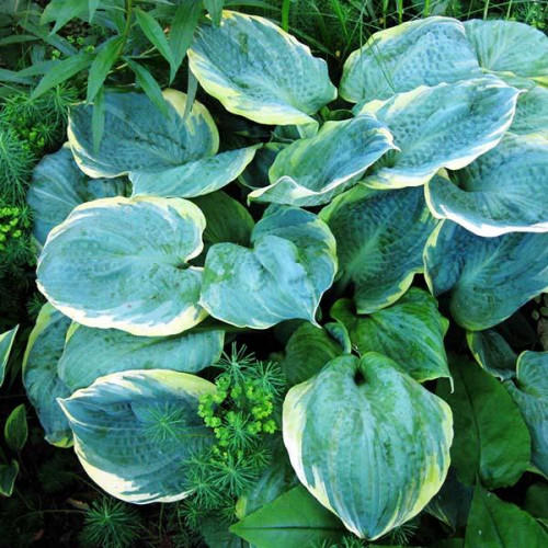 Хоста Pizzazz (Пизаз) М Хоста Pizzazz (Пизаз) М