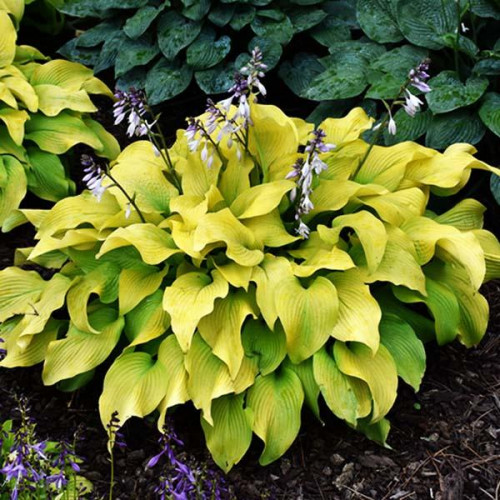 Хоста Sun Power (Сан Пауэр) М Хоста Sun Power (Сан Пауэр) М