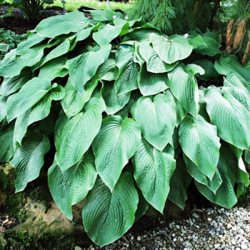 Хоста T-Pex (Ти-Пекс) XL Хоста T-Pex (Ти-Пекс) XL